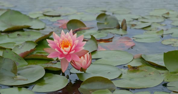 Beautiful lotus flower pond