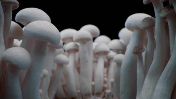 Closeup Porcini Mushrooms