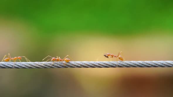 red ant colony walking across the wire