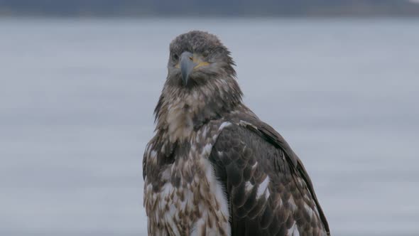 HD One Eagle on Shore