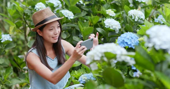 Young Woman taking photo on Hydrangea farm 