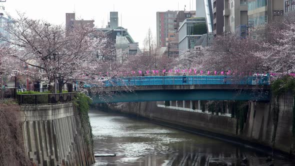 Timelapse Cherry Blossoms on Meguro River Banks in Tokyo