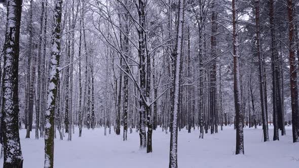 Christmas Forest