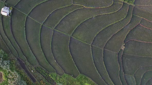 Green Rice Terrace and Agricultural Land with Crops