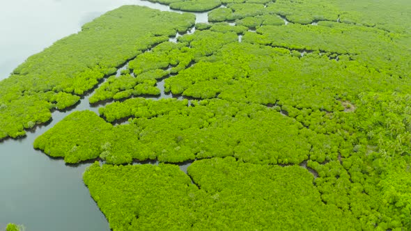 Aerial View of Mangrove Forest and River