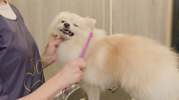 Groomer combing a Pomeranian after bathing. Professional cares for a dog