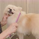 Groomer combing a Pomeranian after bathing. Professional cares for a dog - VideoHive Item for Sale
