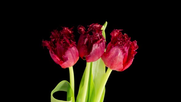 Timelapse of Red Tulips Flowers Opening