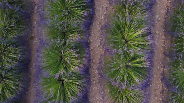 Lavender field agriculture cultivation in Valensole, France