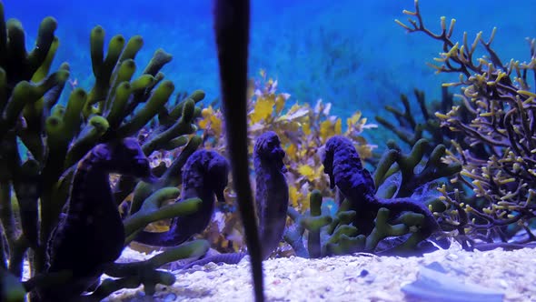 Seahorses in tank sleeping together