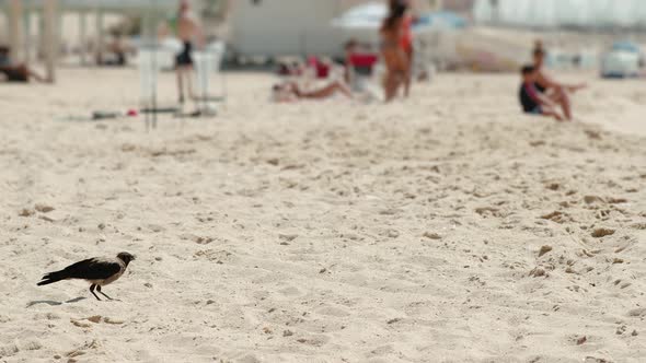 Crow playfully walks on the pleasant sea sand of the beach in Israel, Looking for food and eating wh