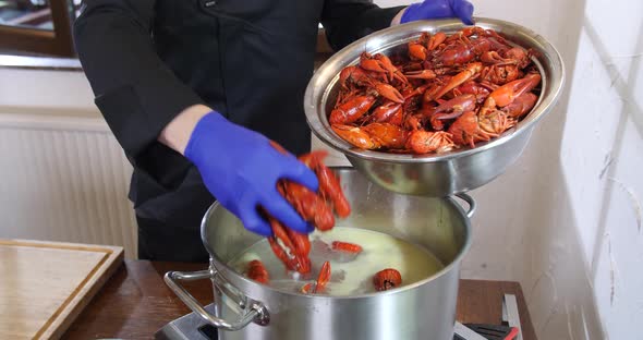Chef wearing gloves pouring fresh red crayfish lobster seafood in pot with hit boiling water, cookin