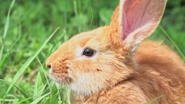 Portrait of a Funny Red Rabbit on a Green Natural Background in the Garden with Big Ears and