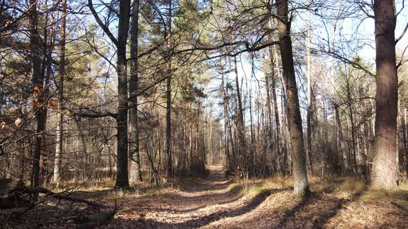 Beautiful Forest with Trees in an Autumn Day