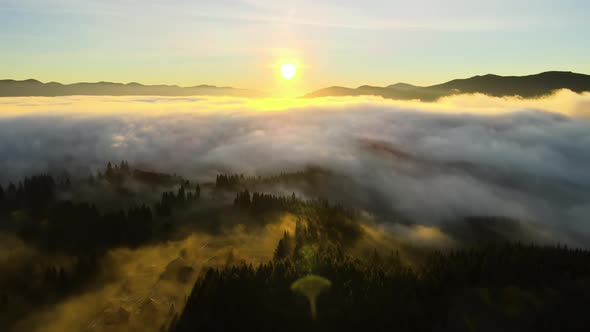 View from above of dark moody pine trees in spruce foggy forest with bright sunrise rays