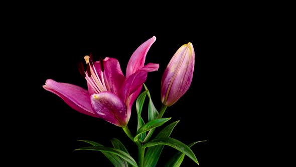 Pink Lily Flower Blooming Opening Its Blossom