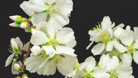Almond Blossom Timelapse