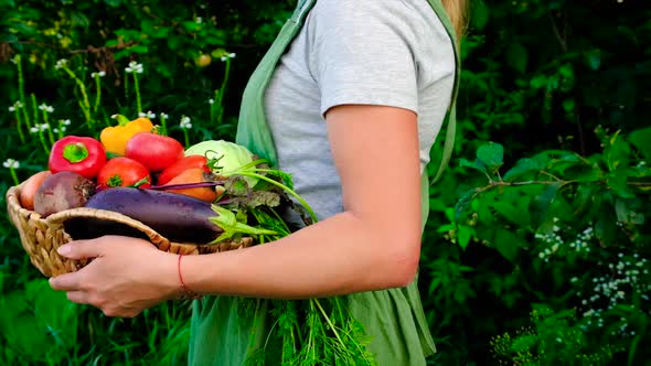 Woman Holding Vegetables in Her Hands Harvest