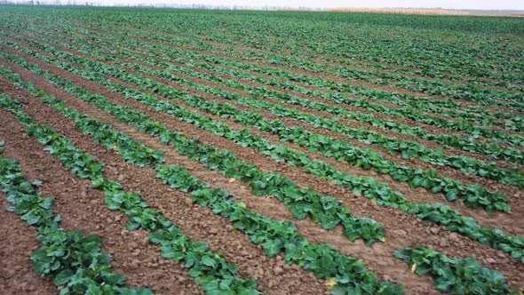 Rape seedlings. rape cultivation. Agronomy. Aerial view.