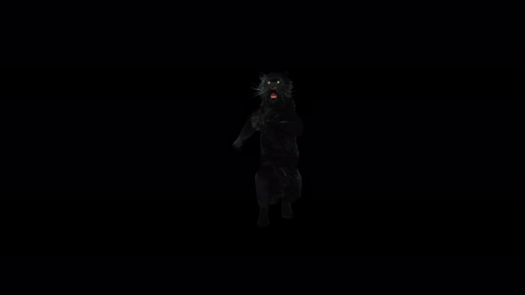 Panther Dancing 4K