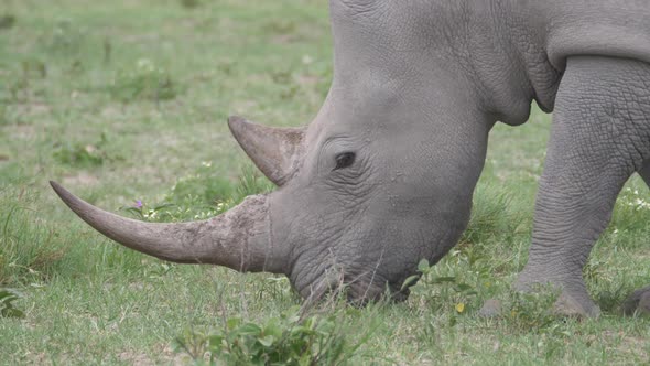 Close up from a rhino grazing 
