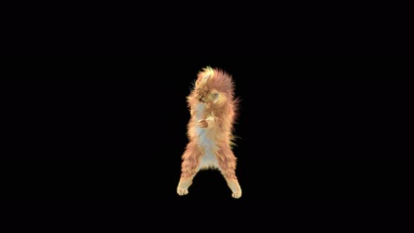 Cat Dancing 4K