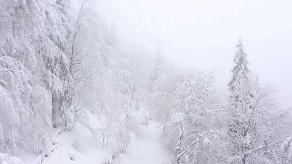 Aerial View of Snow Covered Trees in the Mountains in Winter