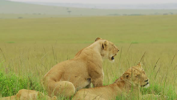 Lionesses resting in Maasai Mara