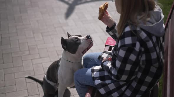 Portrait of Curios Dog Looking at Woman Eating Croissant Licking Sitting in Sunshine Outdoors