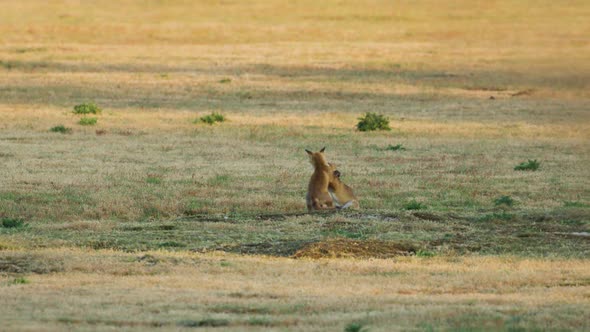 Small fox pup siblings playing wrestling in grassland sunset glow - slow motion