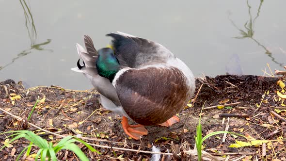 Duck just out of the water cleans itself with its beak on the ground