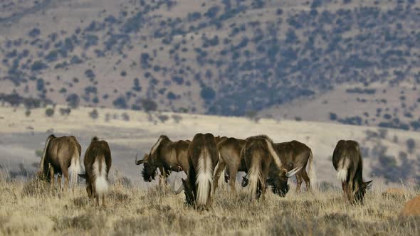 Black Wildebeest In Natural Habitat - South Africa