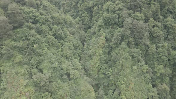 Mtirala National Park from drone, Adjara, Georgia. Flying over subtropical mountain forest