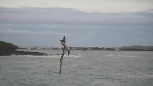 Blue footed booby fishing in slow motion