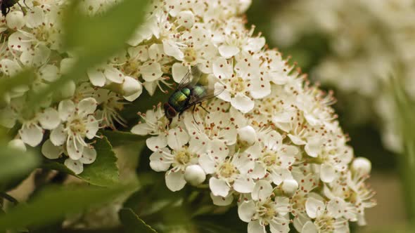 Creeping Common Green Bottle Fly On Blossoming Pyracantha Firethorn Flowers. Selective Focus Shot