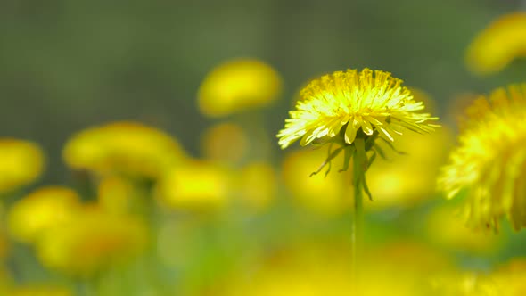 Dandelion flower head in focus  green natural background  4K 2160p UltraHD video - Beautiful Taraxac