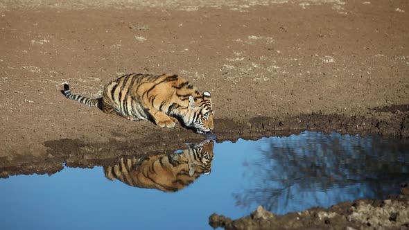 Adolescent Bengal Tiger reflects in mid-day pond as it drinks water