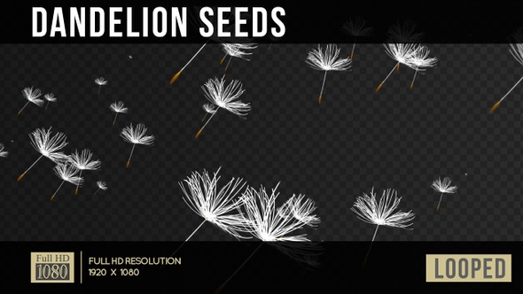 Dandelion Seeds