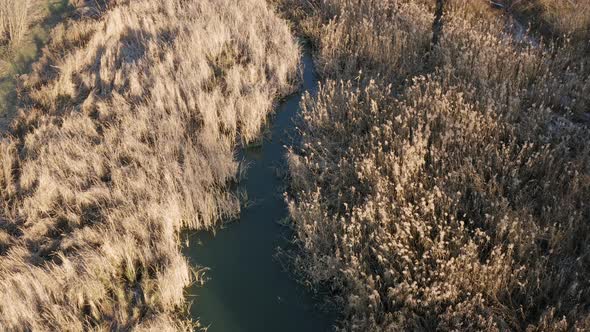 Tilt-up drone shot of dried flowers swaying from the wind near the river.