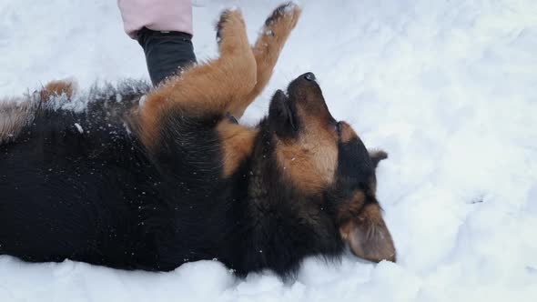 Woman Touch the Dog in the Snow