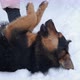Woman Touch the Dog in the Snow - VideoHive Item for Sale