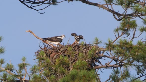 A pair of Ospreys argue in a nest before one of them flies off.