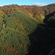 Autumn Forest Aerial View - VideoHive Item for Sale