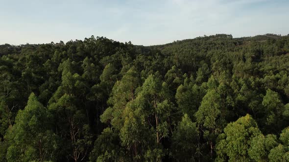 Forest Tree Top Aerial View. Nature Landscape