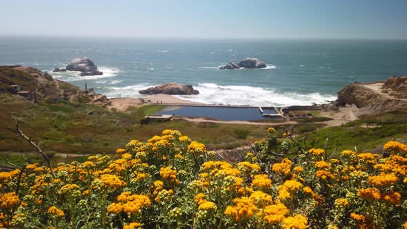 Handheld booming up shot from golden wildflowers in the foreground to the ruins of the Sutro Baths a