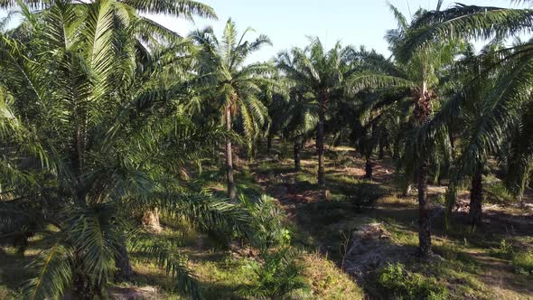 Fly through leaves in oil palm plantation