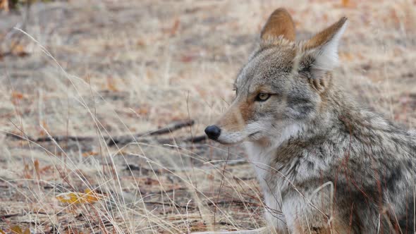 Wolf Coyote or Coywolf Portrait Head Face and Eyes