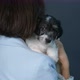 Terrier Puppy on the Shoulder of a Young Woman - VideoHive Item for Sale