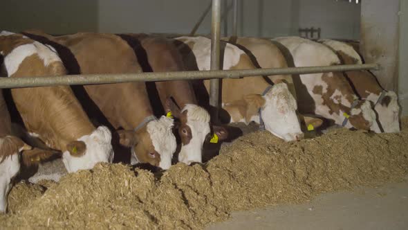 Cow milk farm, cows eating feed.