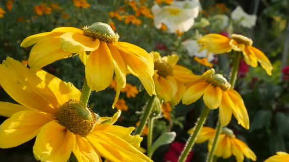 Garden with Rudbeckia hirta Irish Spring flower shallow DOF close-up   petals and pistil 4K 3840X216